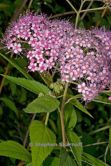 spirea japonica 4 graphic